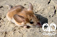 گونه همستر دم‌ دراز فشمی  Calomyscus grandis